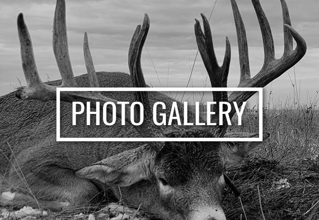 Alberta Dark Horn Ltd Photo Galleries